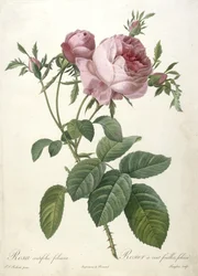 Rosa centifolia foliacea, Rosier a cent feuilles, foliace, uit Les Roses, 1817-24 (handgekleurde stipple gravure)