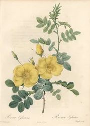 Rosa rubigineux met gele rozen (Rosa rubiginosa) - Ets van Langlois, gebaseerd op een illustratie van Pierre Joseph Redoute (1759-1840), uit Les Roses