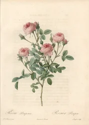 Rose de Meaux met roze bloemen - Ets van Langlois, gebaseerd op een illustratie van Pierre Joseph Redoute (1759-1840), uit Les Roses