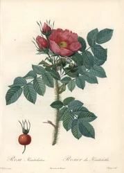 Ruwe roos of Kamtsjatka roos - Ets door Chapuy, naar een illustratie van Pierre Joseph Redoute (1759-1840), uit Les Roses