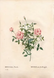 Rouletii roos, Rosa chinensis var. minima Rouletii, Bengaalse dwergroos. Handgekleurde stipple kopergravure uit Pierre Joseph Redoute