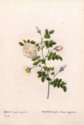 Zilverbloemige roos hispid, Rosa tomentosa variëteit, Roze Roos met zilveren bloemen. Handgekleurde stipple kopergravure uit Pierre Joseph Redoute