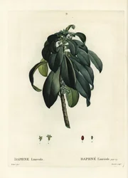 Spurge laurier, Daphne laureola
