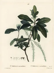 Moerascyrilla