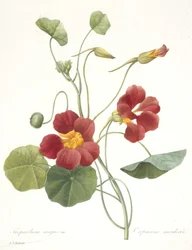 Tropaeolum majus (Tuinnasturtium), 1827