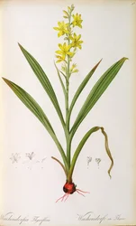 Wachendorfia Thyrsiflora, uit 