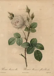 Witte koolroos, Rosa muscosa alba