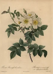 Witte hondsroos, Rosa stylosa