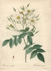 Witte bloemen muskusroos