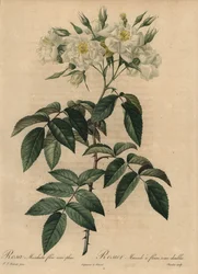 Witte muskusroos, Rosa moschata