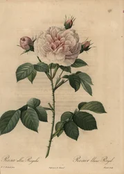 Witte rooshybride Royal, Rosa alba