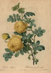 Gele zwavelroos, Rosa hemisphaerica