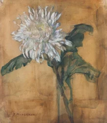 Chrysant