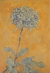 Chrysant