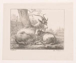 Bok en geit in landschap