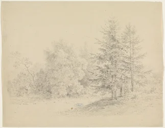 Bosgezicht met dennenbomen