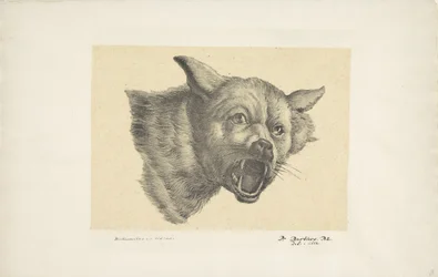 Kop van een wolf of hond