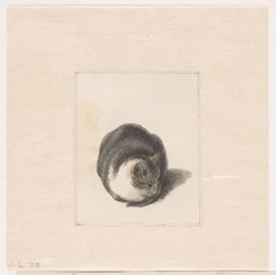 Zittende kat, van voren gezien