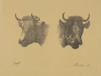 Twee stierenkoppen