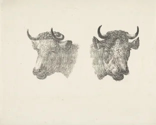 Twee stierenkoppen