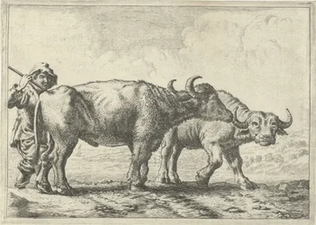 Twee buffels en een herder