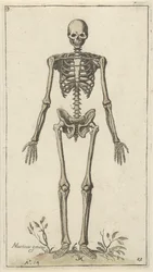 Mannelijk skelet, van voren gezien Anatomische studies (serietitel)