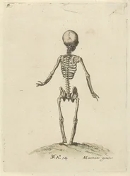 Skelet, van achter gezien