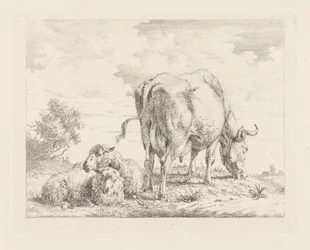 Koe met twee schapen