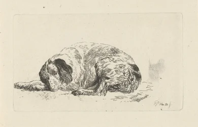Liggende hond