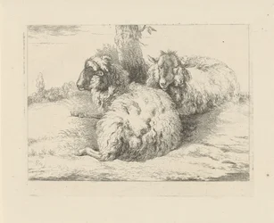 Liggende schapen