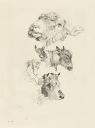 Studieblad met schaap-, paard-, ezel-, ram- en stierenkop