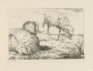 Twee rammen in de weide Schapen en geiten (serie)