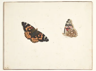 Twee studies van een distelvlinder (vanessa cardui l.)