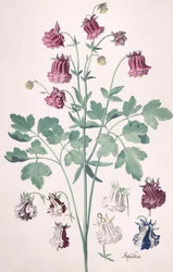 Een Columbine of Granny