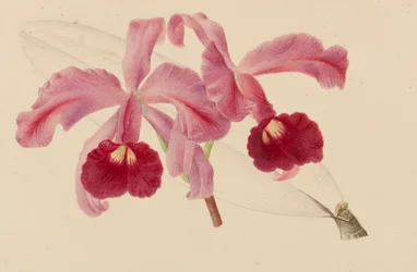 Originelen van publicaties over tuinbouw en boomteelt, 1878-1881