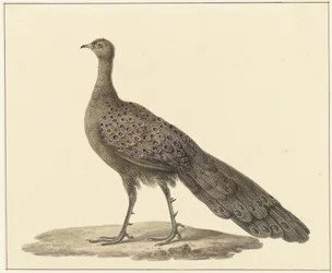 Spiegelpauw