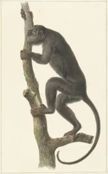 Zwarte brulaap (Paraguay)