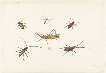 Blad met zeven verschillende insecten