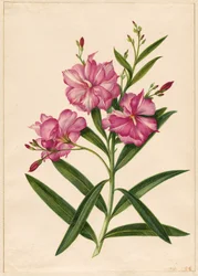 Paarse oleander