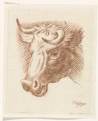 Kop van een stier