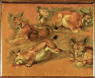 Studies van een lynx (schilderij op doek)