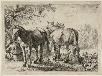 Drie paarden in een veld