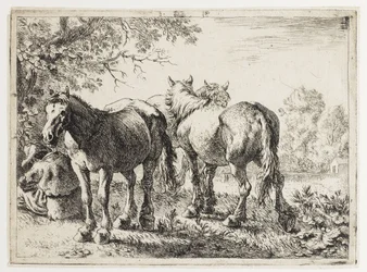 Drie paarden in een veld