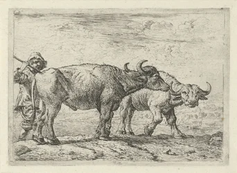 Twee buffels en een herder