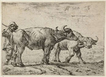 Twee buffels en een herder