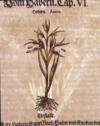 Herbarium: haver. Gravure - in 