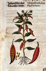 Indiase peper. Gravure - in 