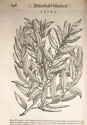 Laurier (Laurus), gravure door Pier Andrea Mattioli