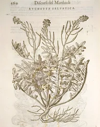 Rucola (Eruca sativa), gravure door Pier Andrea Mattioli