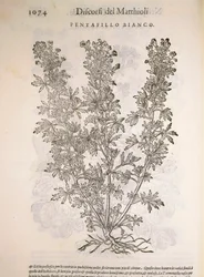 Zilverkruid (Potentilla alba), gravure door Pier Andrea Mattioli